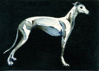 Greyhound
