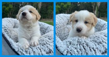 Red/White boy - Available
