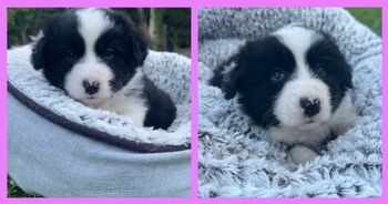 Black/White girl -Available
