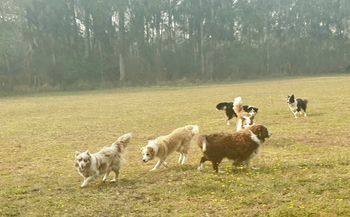 Candy, Ace, Ember, Tess, Lulu & Ziggy
