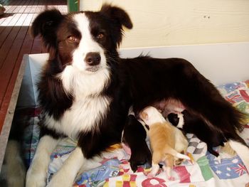 Jazz and her 1st litter at 1 week old
