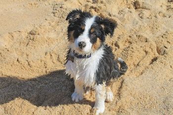 "Olly the Collie" 2011 Lulu & Embers pup
