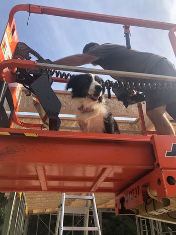 Ziggy our Working dog 2020
