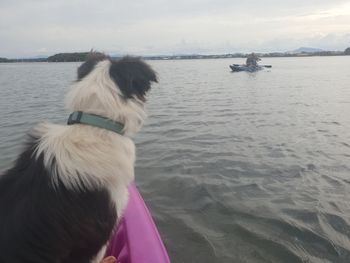 Ziggy Kayaking 2020
