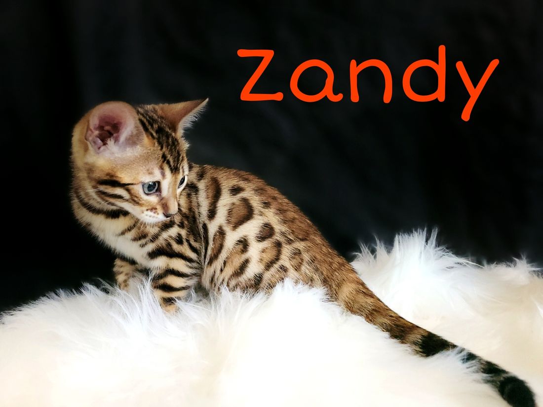 Zandy
