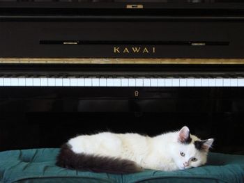 Kitten On The Piano Bench
