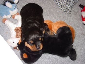 2wk old baby derby with his littermate toys
