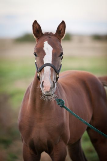 Marsali - 2016 foal
