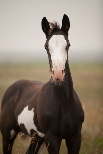 2018 Foal - Finnick
