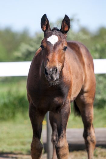 2019 foal - Serafina (Sir Gregory x Annika)
