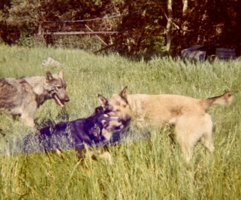 Leroy was lucky to have Martha's part wolf dogs, Cougar (1/2 wolf) and Mona Lee (3/4 wolf) for his playmates.
