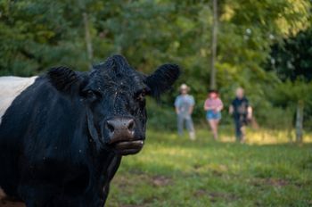 MA'AM with Cow friend
