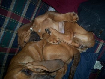 A puddle of bloodhounds
