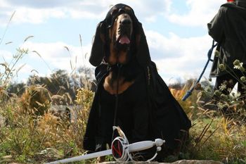 Rose as Zorro for the Riverside Bloodhound Rescue Calendar 2008
