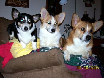 Our Corgi buddies.....Chevy, Lance & Rayne
