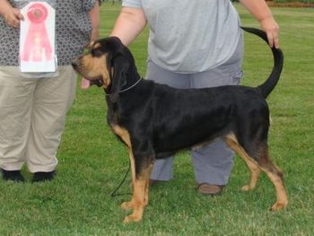 Puppy Group 1, KCNF match
