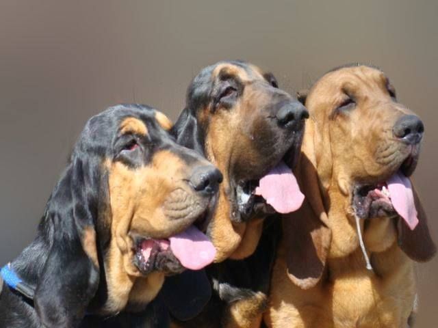 Wychway Bloodhounds