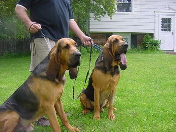 Baggins and Buddy in the yard with their very different attitudes toward work!
