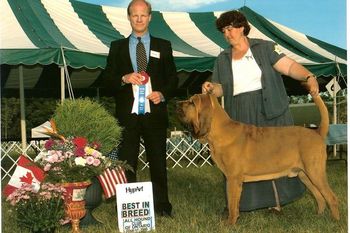 BOB Ontario Hound Club Specialty - 18 months old
