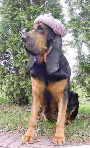 Honey wore this Easter bonnet at the ABC Eastern Regionals on Easter Sunday. She was SO proud of her hat!
