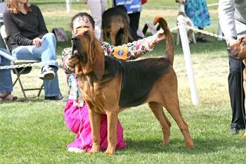 Christopher Clancy (Am/Intl Ch Wychway's Dawggone Terriffic CGC) Recently won a Group 2 in Newcastle PA
