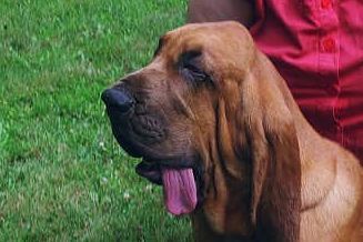 This epitomizes the young male bloodhound
