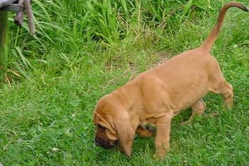 Looking for the coin Mom tossed to prove that I won and Dottie, my bratty sister, lost! Really!! Mom was just confused!
