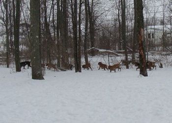 Truffle leading the troops through the woods
