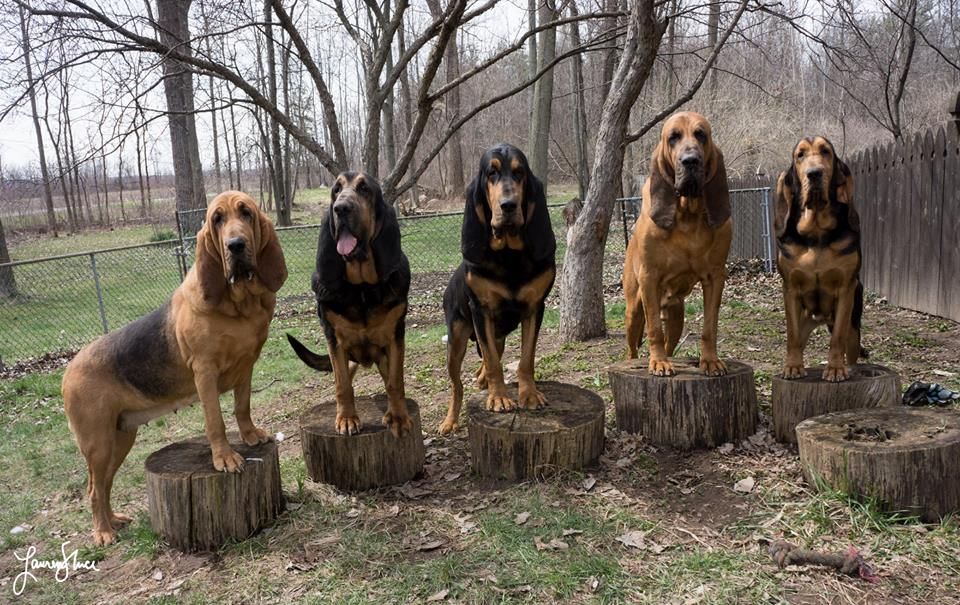 Bloodhound breeders sale near me