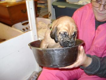 Potted Puppy
