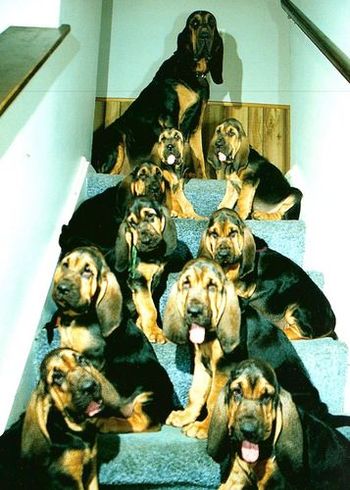 The Honey x Knotty Knoggins litter.....Lola was the only girl with 8 brothers.
