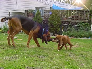 Baggins playing with puppy Cosmo
