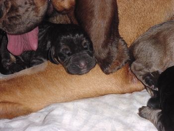 Truffle being cleaned by momma Lola - 2 days old
