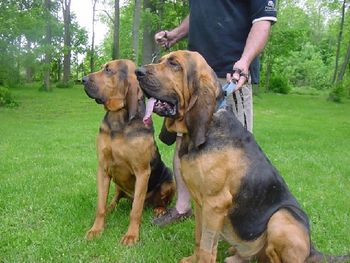 Buddy (rear) and Baggins (front)
