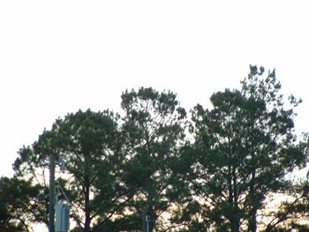 The Trees
