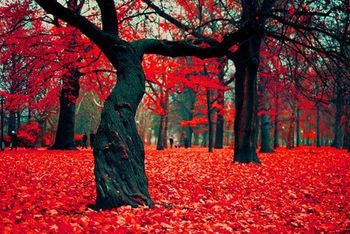 Red Forest Carpet

