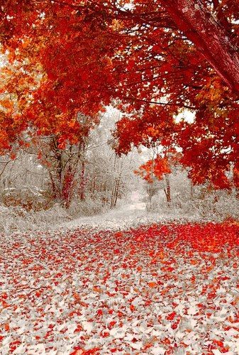 Red leaves and snow
