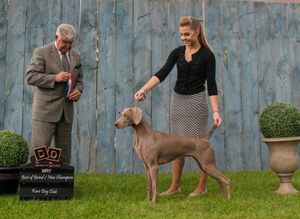 Stargazer weimaraners 2024