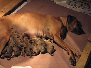 9/30/12 Lindi and pups one day old (most were actually born on 9/30 but official birthday will be 9/29) Full moon puppies!
