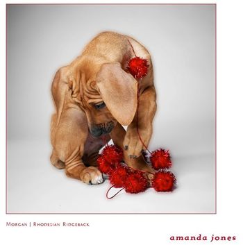 Amanda Jones' adorable photo of Morgan. Amanda is a renowned dog photographer and friend of Lisa.
