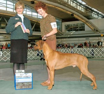 Themba finished his AKC Championship with a flair under esteemd judge Mrs. Betty-Ann Stenmark in March of 2008 near his hometown in Pittsburgh, PA. Mrs. Stenmark knows her Ridgebacks as she had just judged our RRCUS National in Mason, Ohio in May of 2007. I had a feeling she would like Themba. She gave him Winners Dog out of the Bred By class, Best of Winners and Best of Breed over Specials that day. It was a great day.
