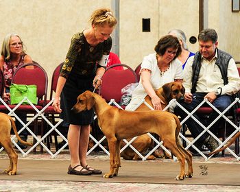 2019 RRCUS National 4-6 mo. beginner puppy class
