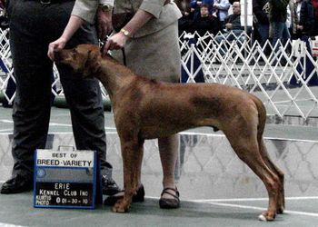 TerraCotta's Victor Newman at 8 months old.
