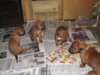 3 weeks L to R pink, blue, red and white
