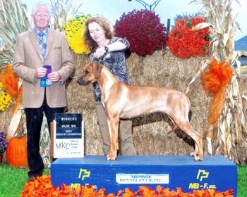 Best of Winners and 2nd 3 point major under judge Clay Cody on 9/29/13.
