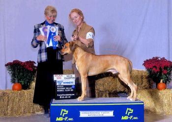 Victor finishing his AKC championship with a 3 point major in MD under judge Debra Thornton on 10/23/10!
