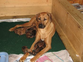 1 day old pups and a very tired Rheba.
