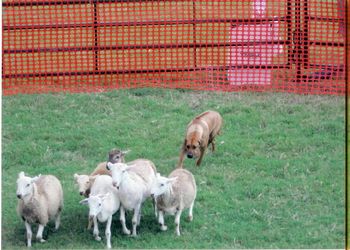 Earning her HIC (Herding Instinct Certification) at the Texas National.
