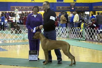 Winners Dog and Best of Winners at his first show under judge Linda Scanlon at 11 months old.
