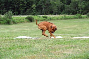 Earned his 1st JC leg at Ridgeback Rodeo 2010.
